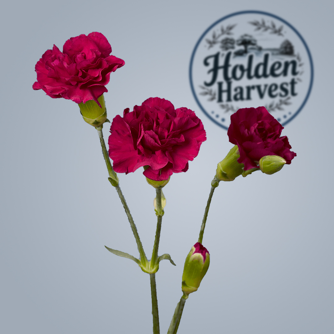 carnations-purple